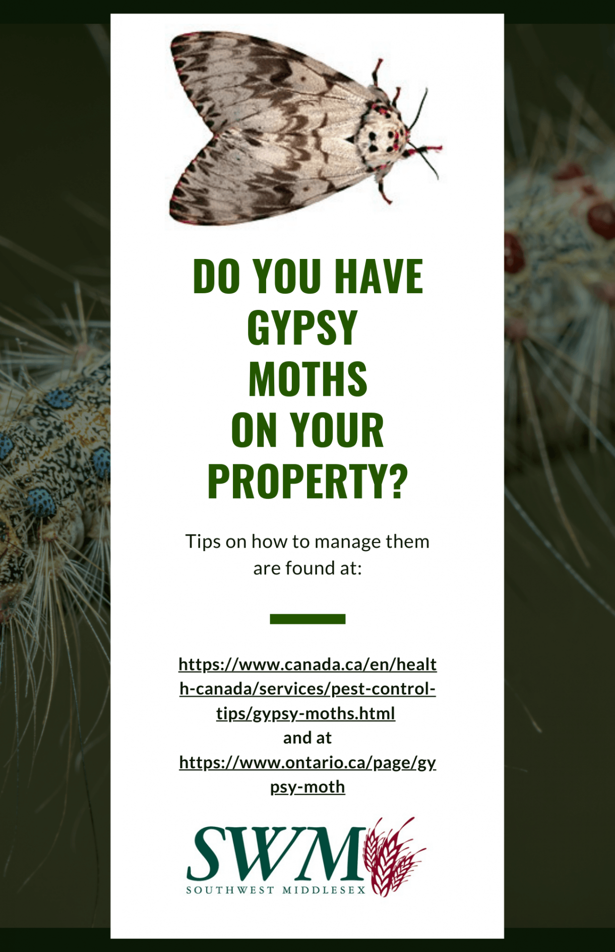 Gypsy Moths Southwest Middlesex